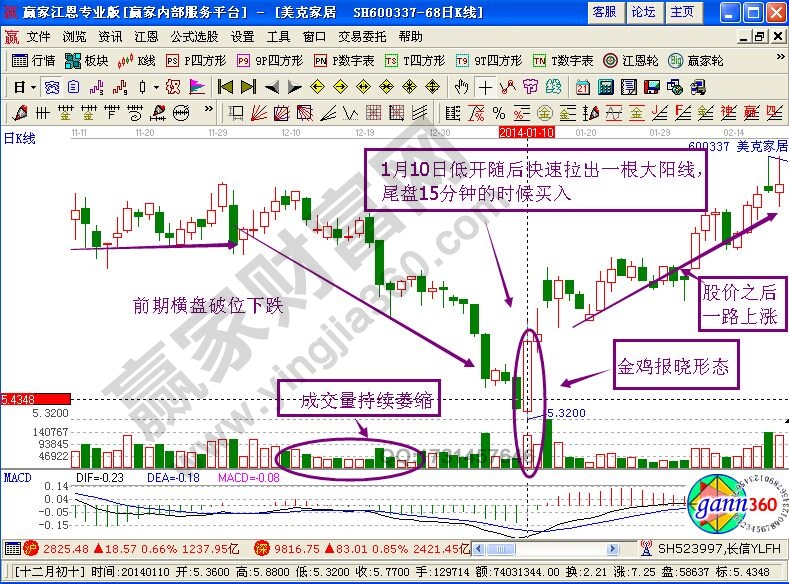 金雞報曉形態(tài)